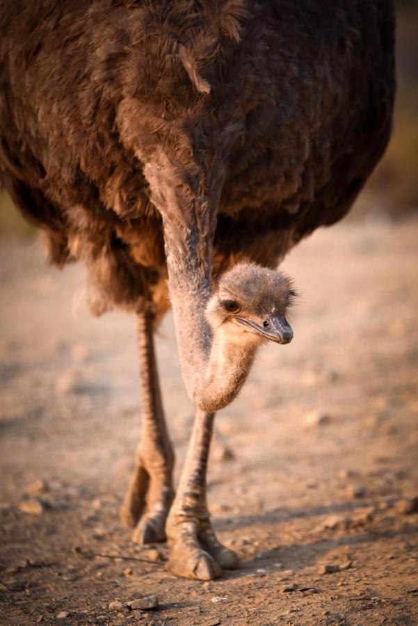 Mont Eco Game Reserve Montagu Exterior photo